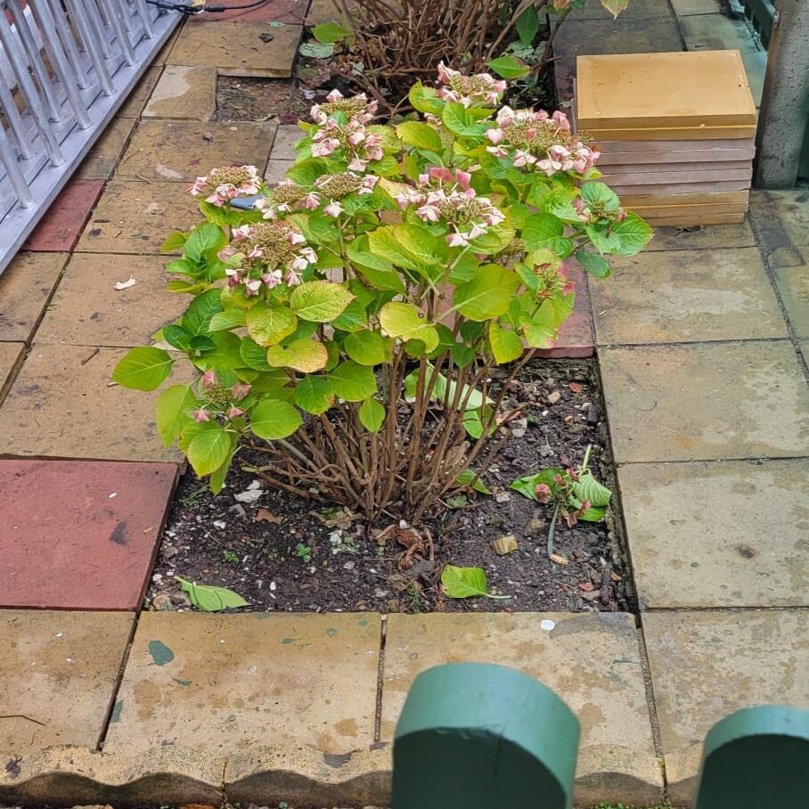 Garden gate & Floor arrangement